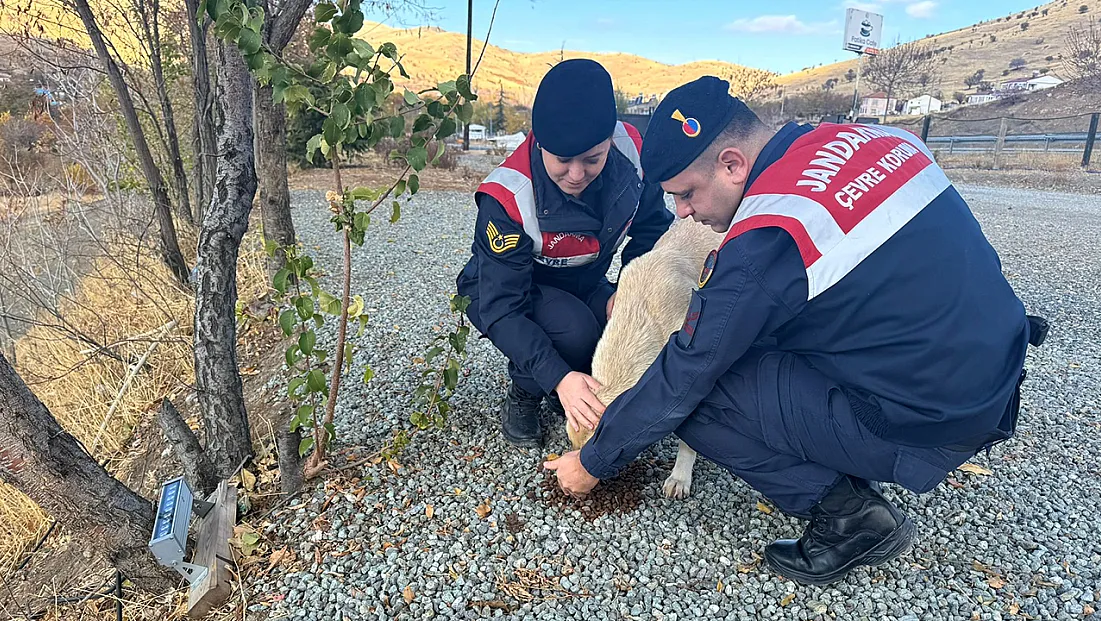 Ekipler sokak hayvanlarını unutmadı