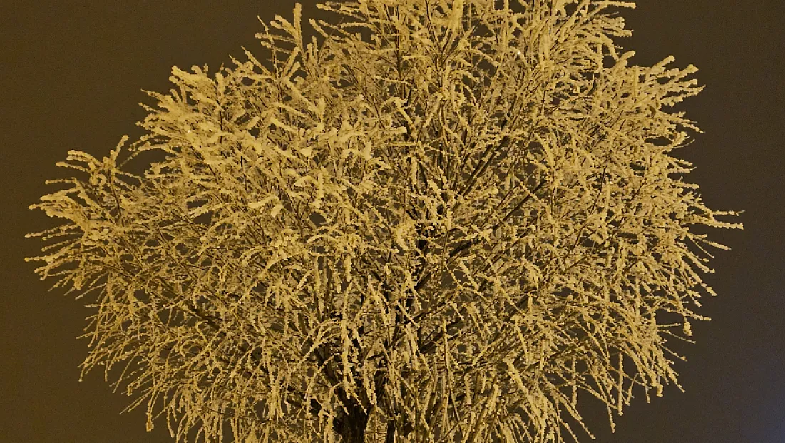 Elazığ'da ağaçlar kırağı tuttu