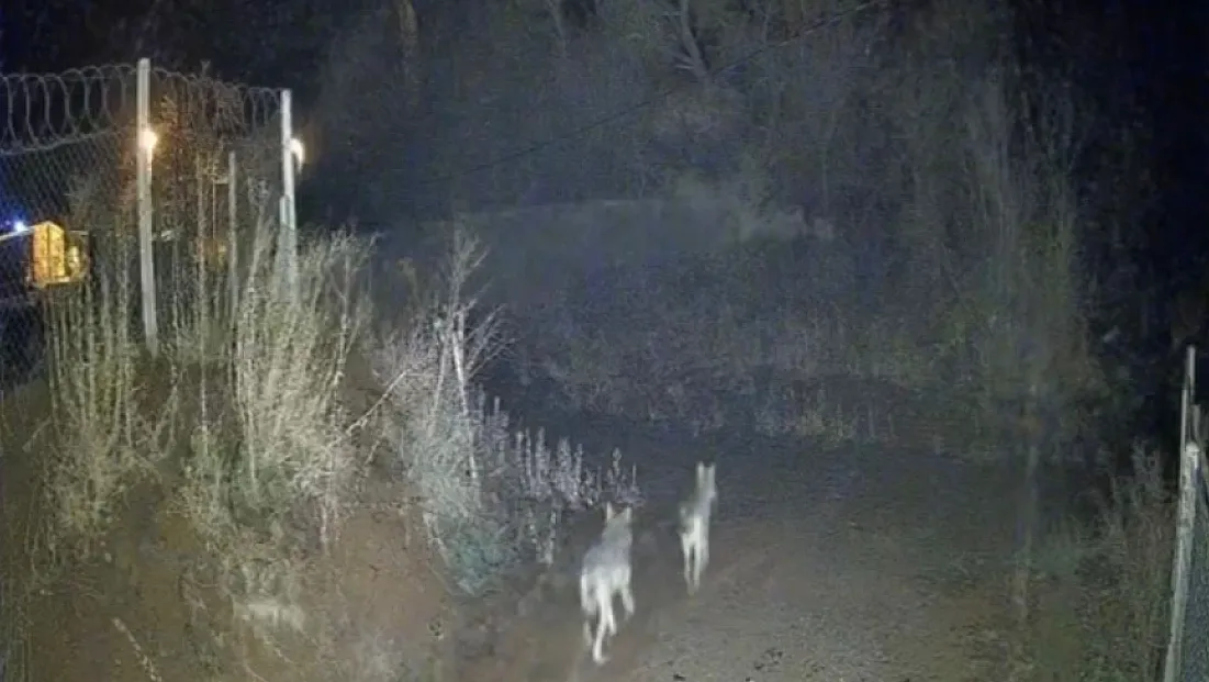 Elazığ'da kurtlar sürü halinde görüldü