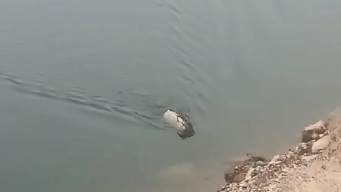 Dağ keçisi yüzerken görüldü