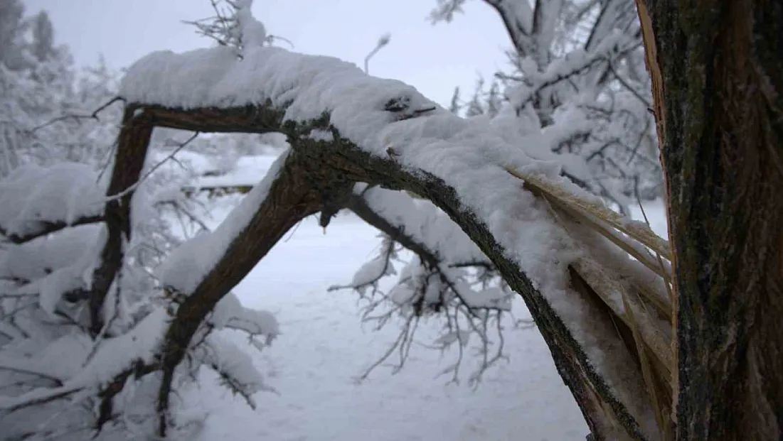 Yoğun kar yağışı ağaçların dallarını kırdı