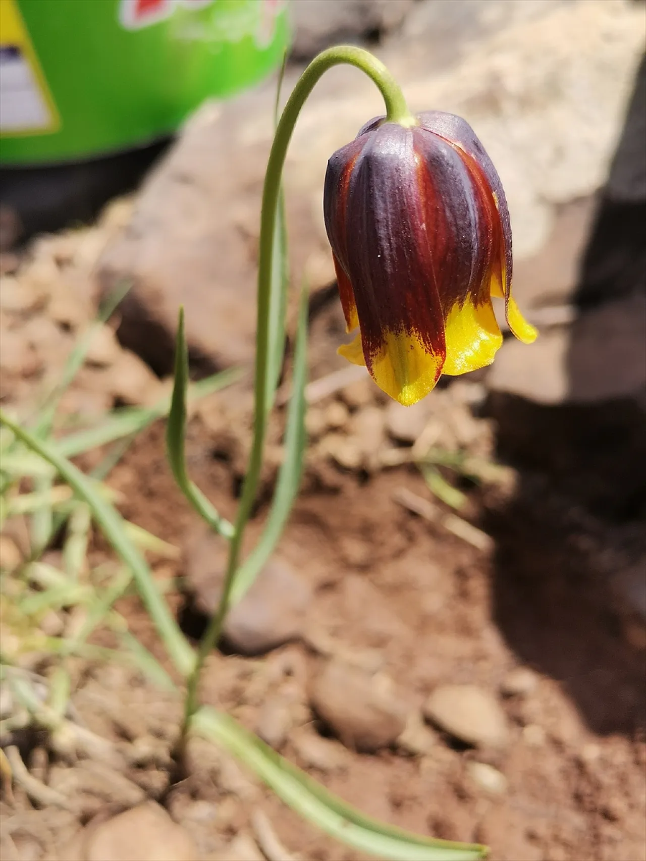 Belediyenin logo adayı 'Ters lale'