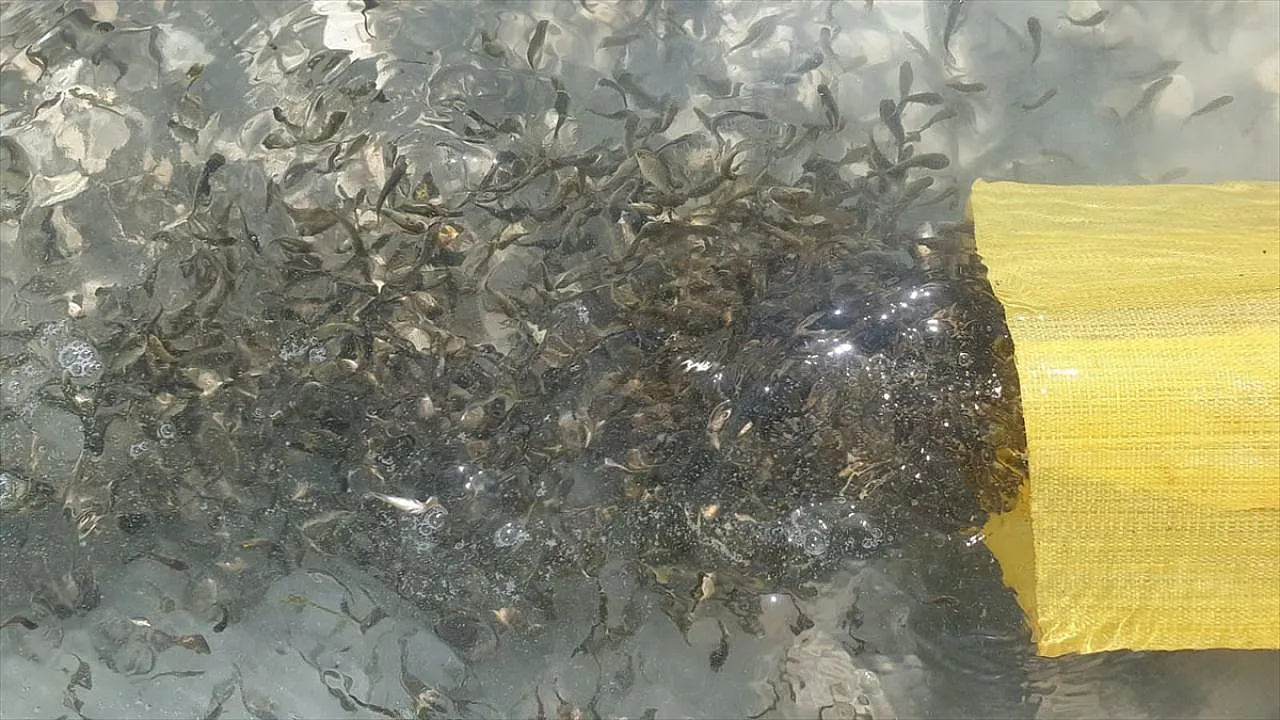 Tatar Baraj Gölü'ne 200 bin pullu sazan bırakıldı