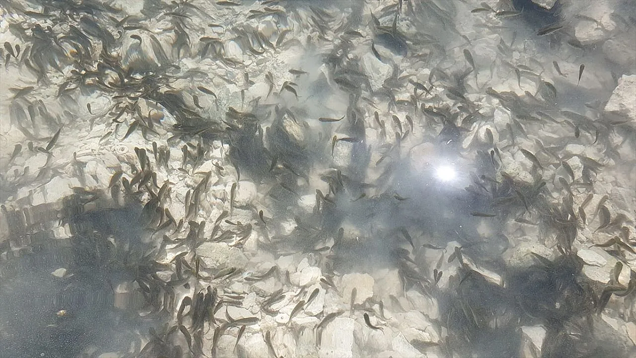 Tatar Baraj Gölü'ne 200 bin pullu sazan bırakıldı