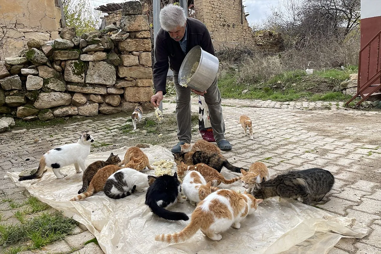 Muhtar Özdem, kedilere torunları gibi bakıyor