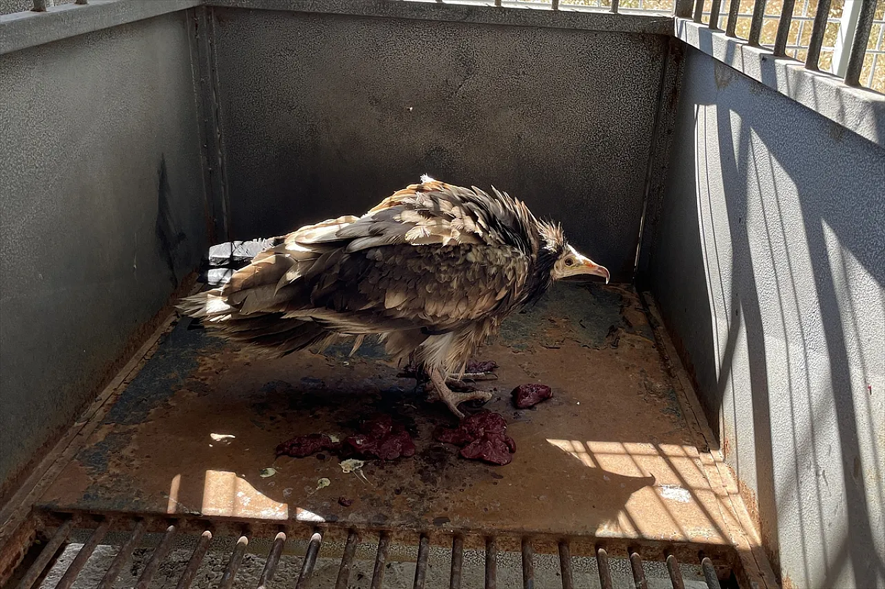 Elazığ'da 'Mısır akbabası' bulundu