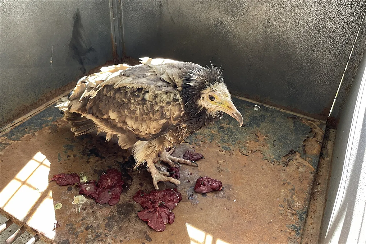 Elazığ'da 'Mısır akbabası' bulundu