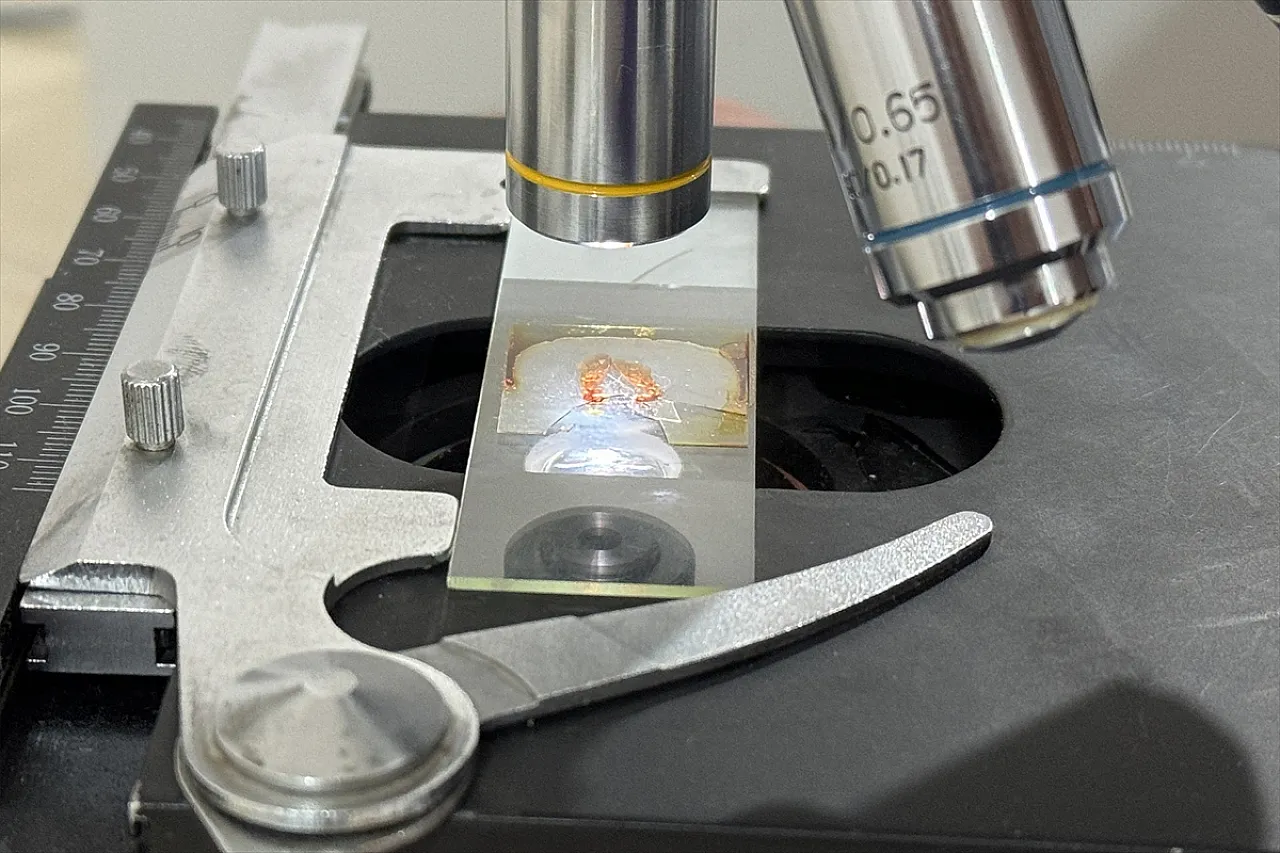 'Nosema' hastalığına karşı iyileştirici etkisi saptandı