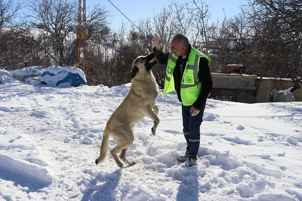Karlı yollar açılıyor, sahipsiz hayvanlar besleniyor