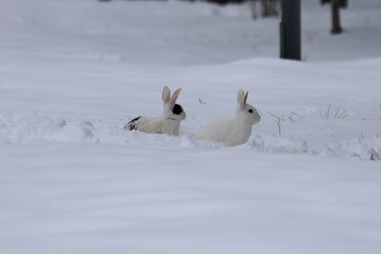 Elazığ'da kar manzaraları