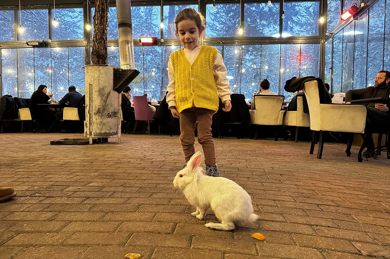 Tavşan 'Tombiş' kafenin maskotu oldu
