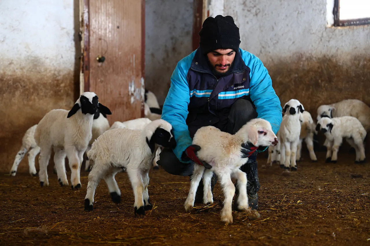 Soğuk hava kuzu doğumlarını artırdı