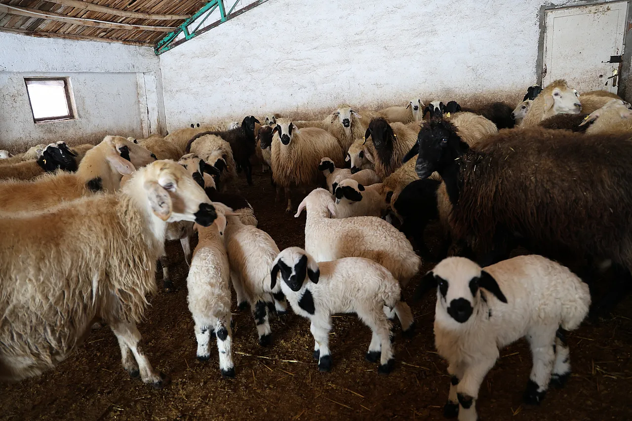 Soğuk hava kuzu doğumlarını artırdı