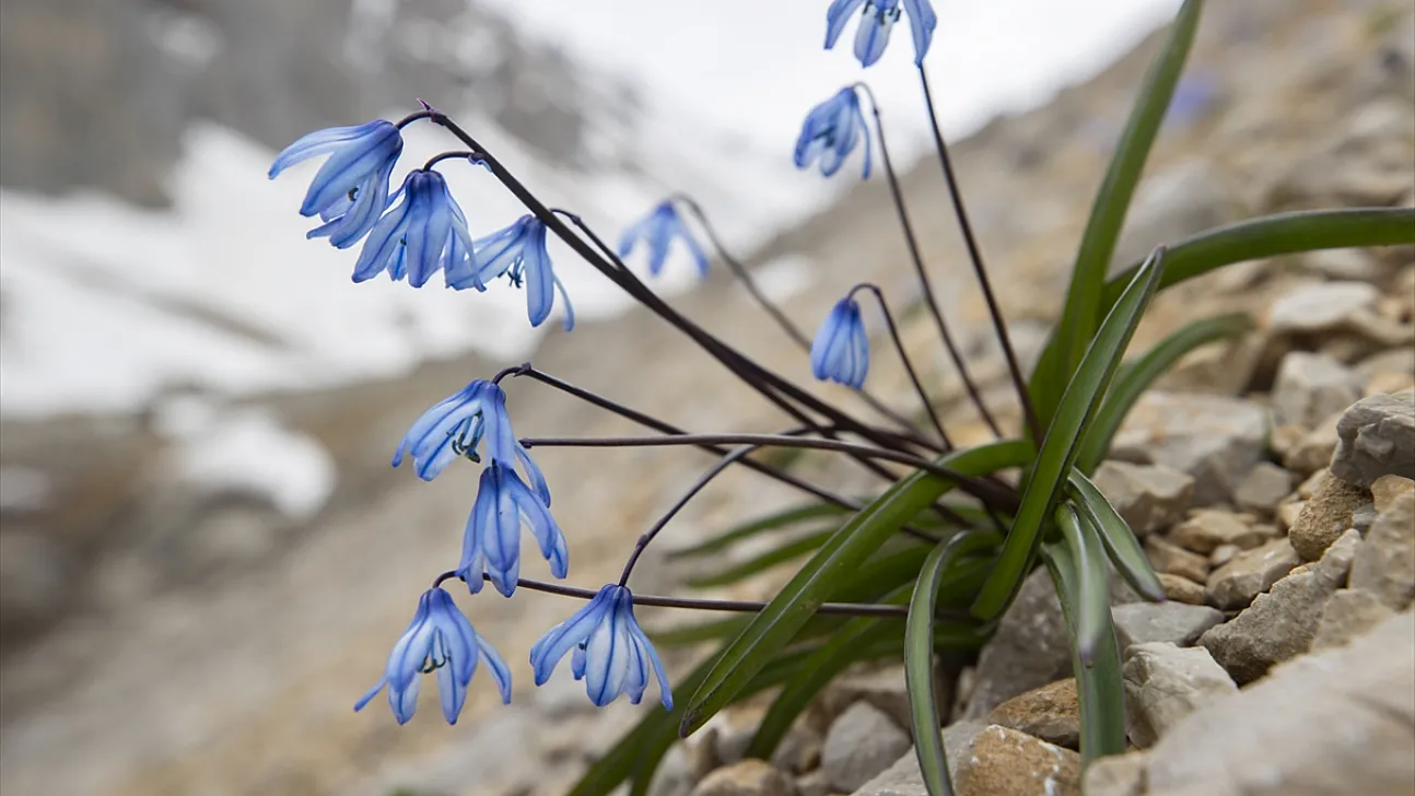 Munzur Dağları'nda mavi kardelenler ve süsenler açtı