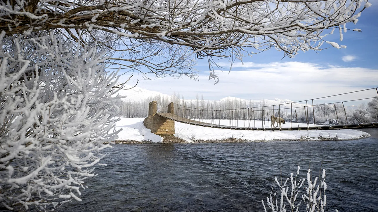 Soğuk hava nedeniyle ağaçlar kırağı tuttu