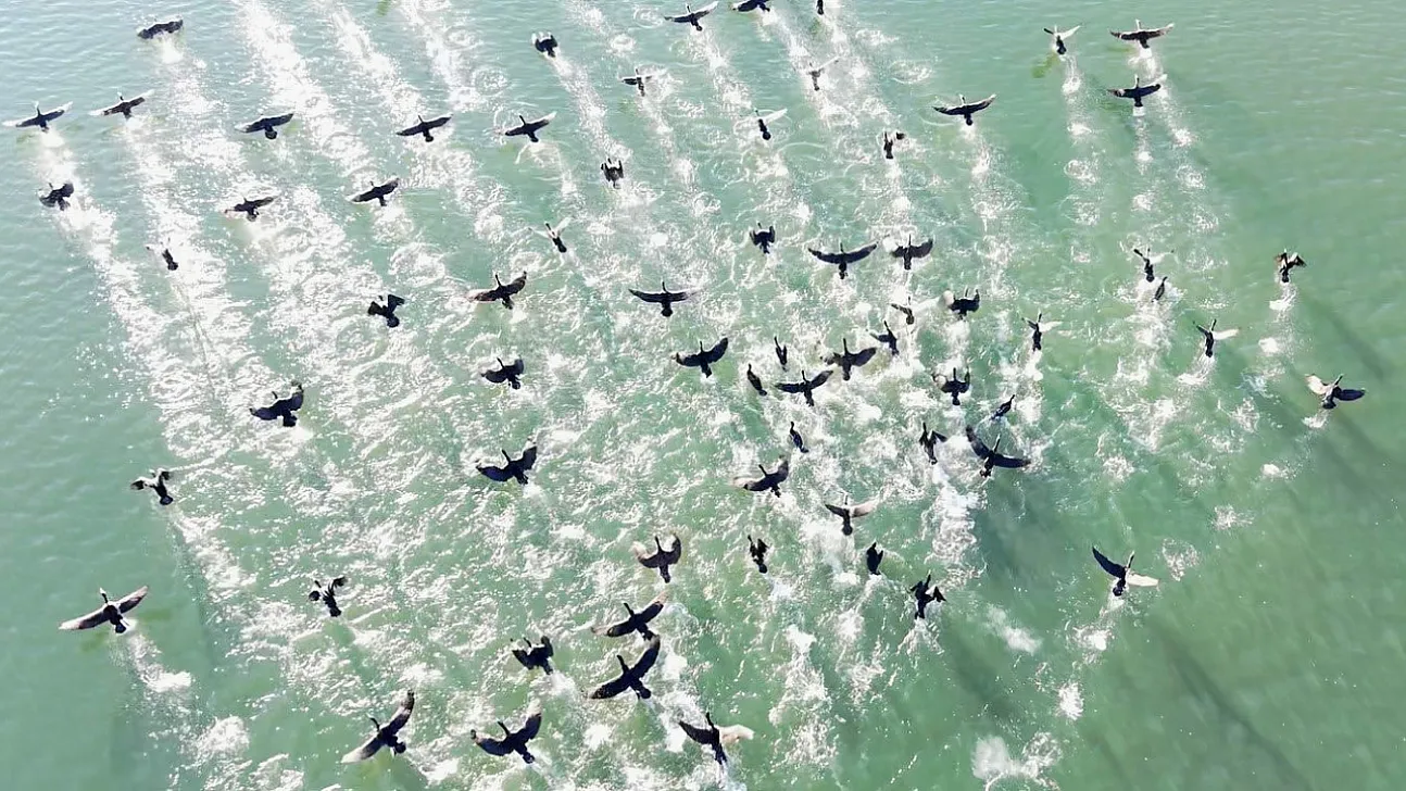 Doğanın sessiz misafirleri 'kara bataklar''