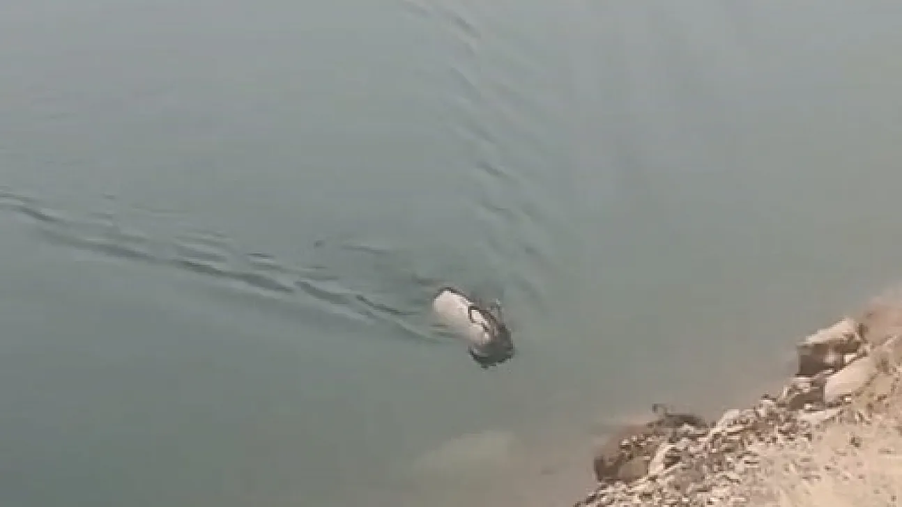 Dağ keçisi yüzerken görüldü