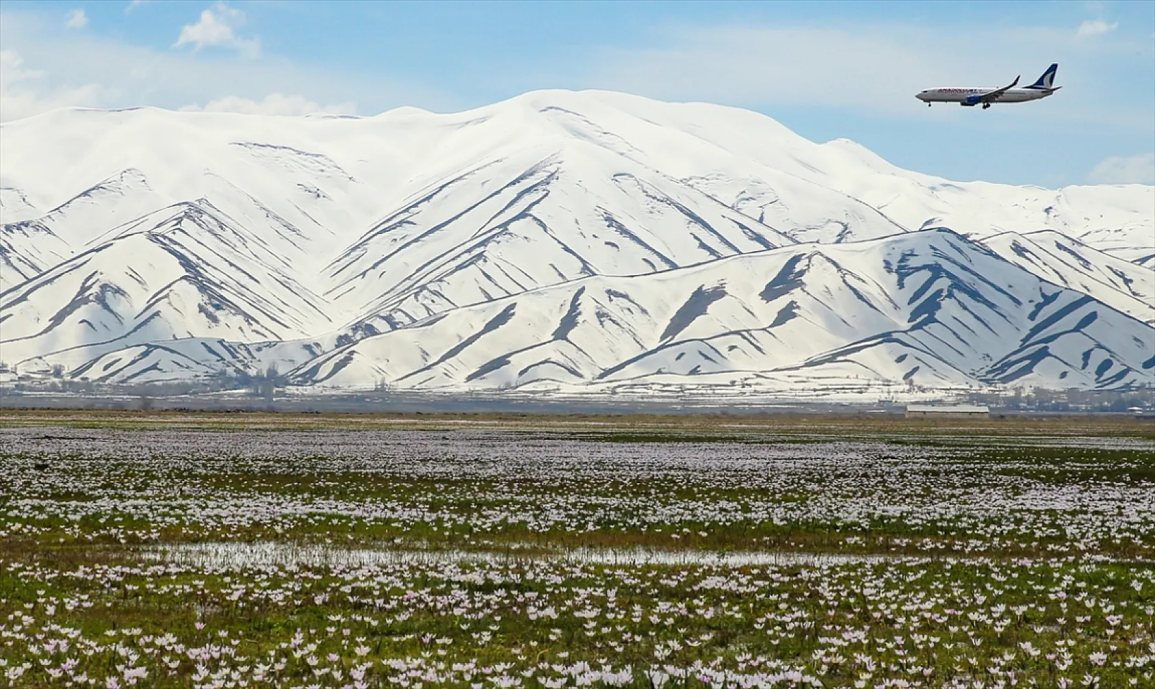 Yüksekova'da çiçek açan çiğdemler doğaya renk kattı