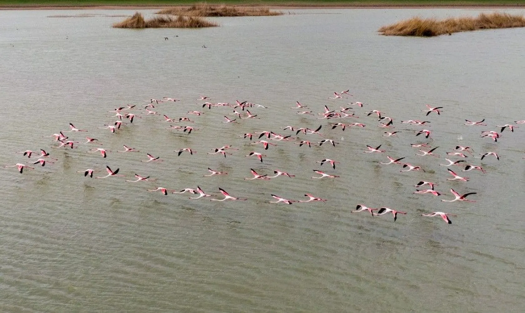 Flamingolar Başkent göletlerindeki yerlerini aldı