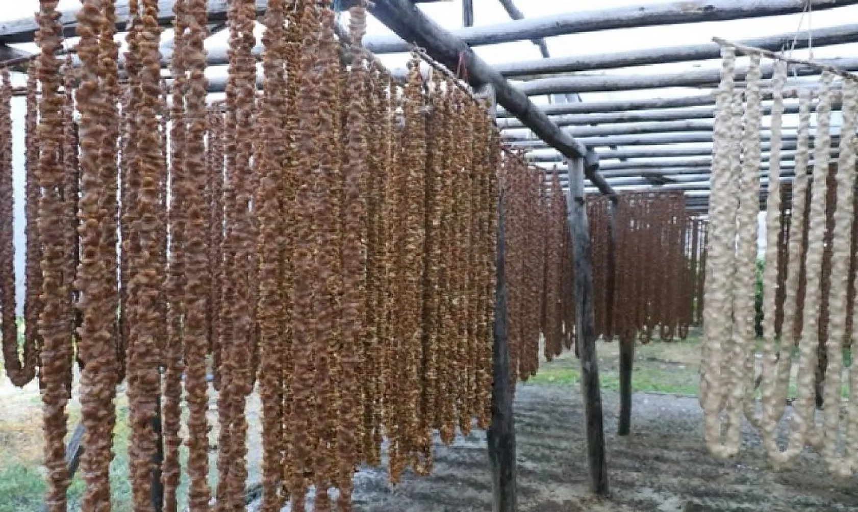 'Orcik' yoğun talep görüyor