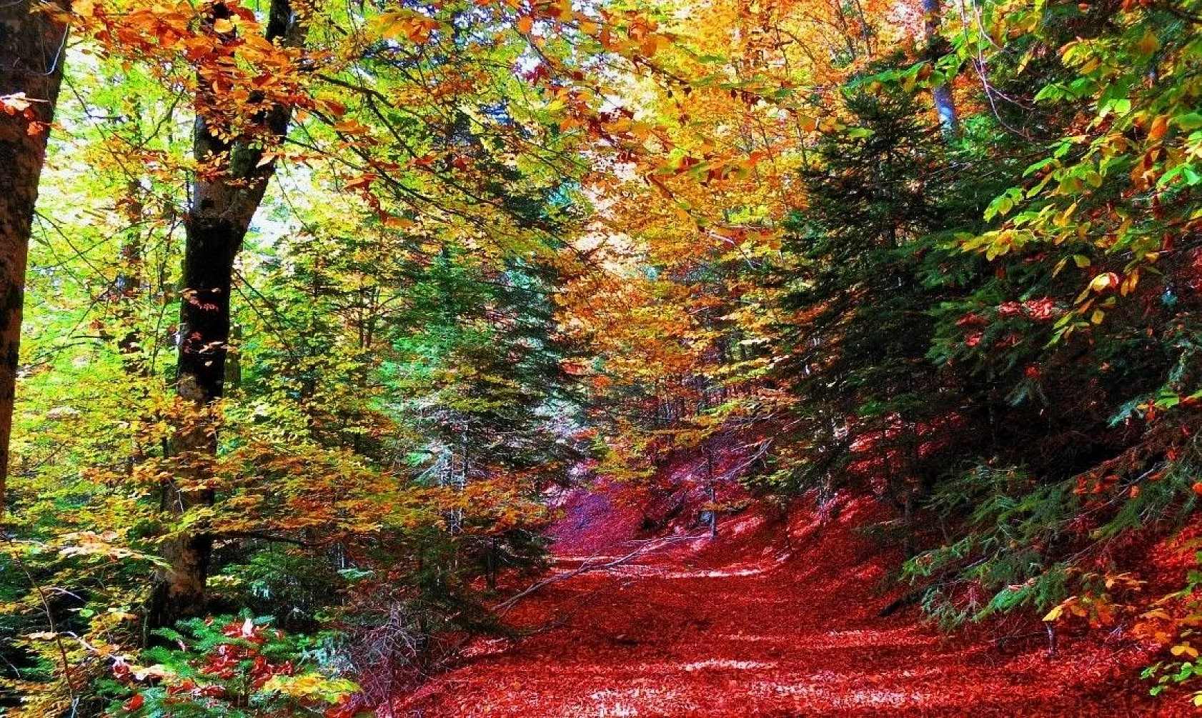 Kazdağları her mevsim başka renk giyiniyor