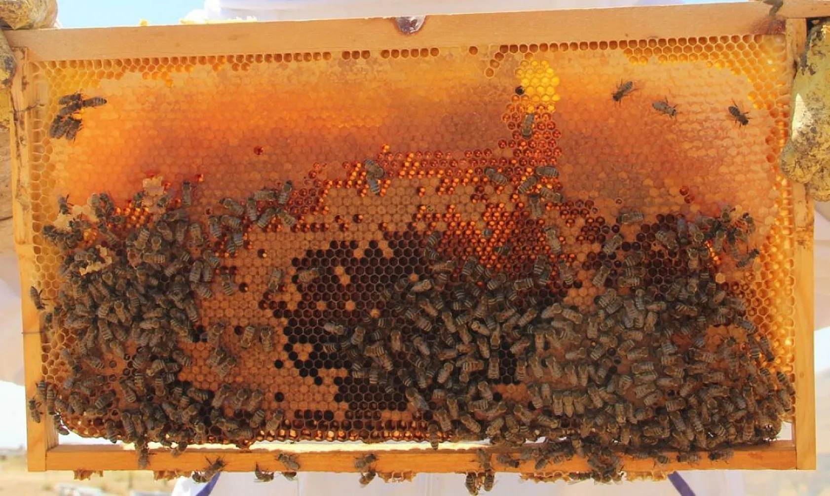 Arıcılar bu yıl da umduğunu bulamadı