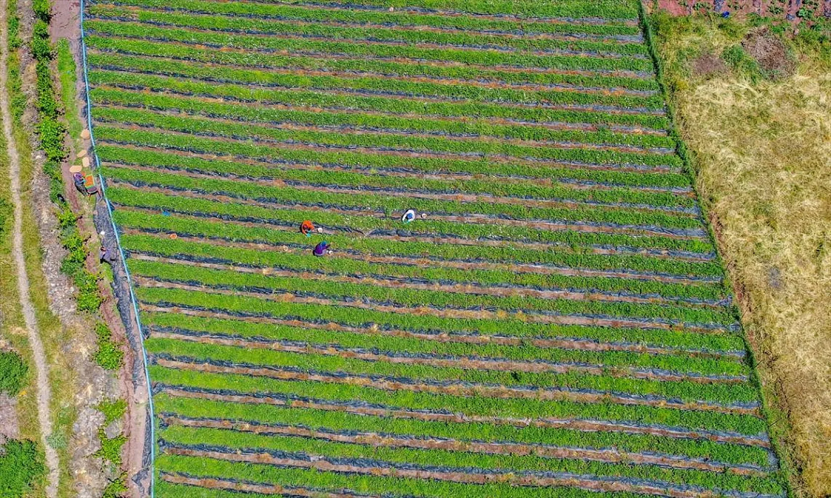 Osmanlı çileği tezgaha inmeden satılıyor