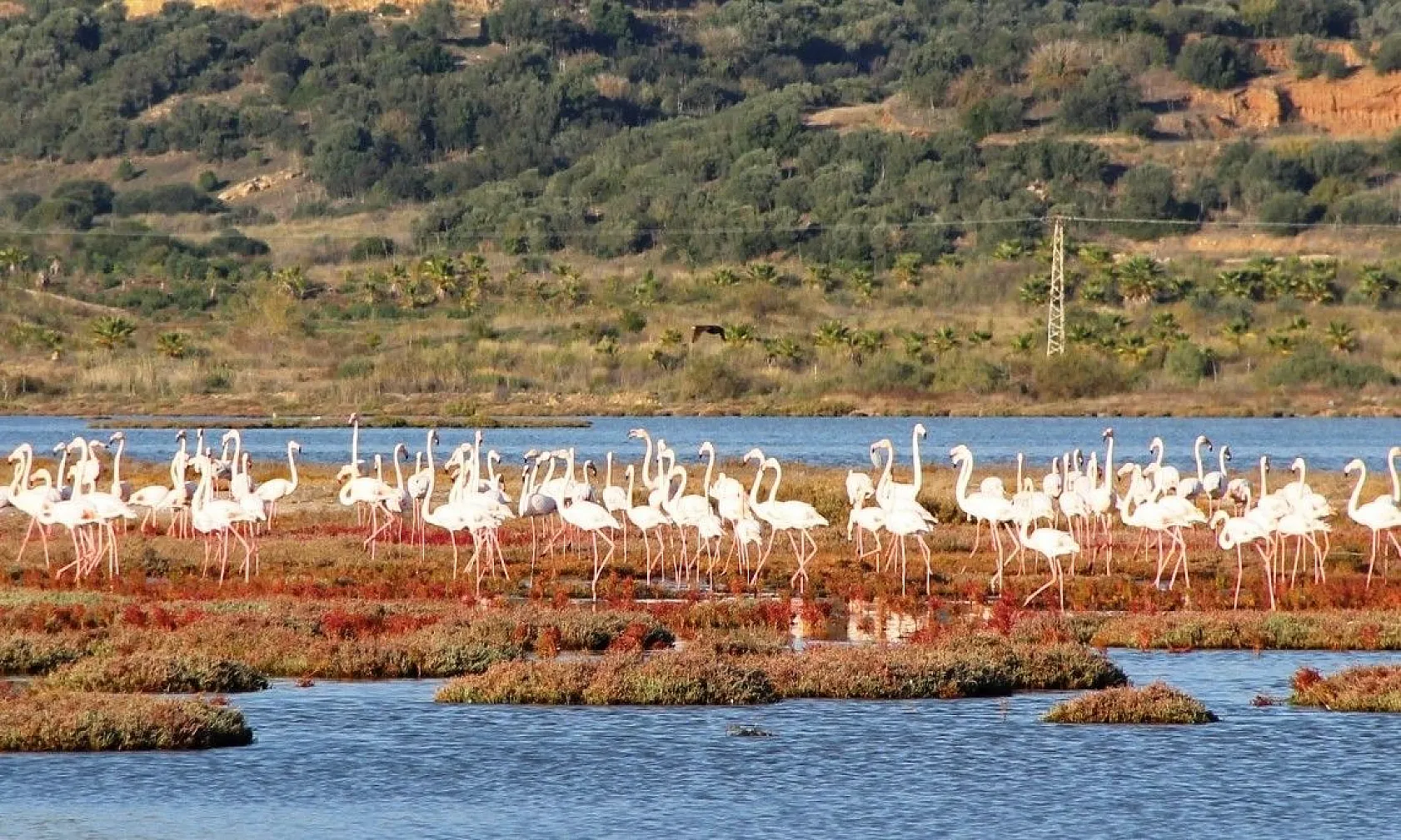 Yüzlerce flamingodan görsel şov