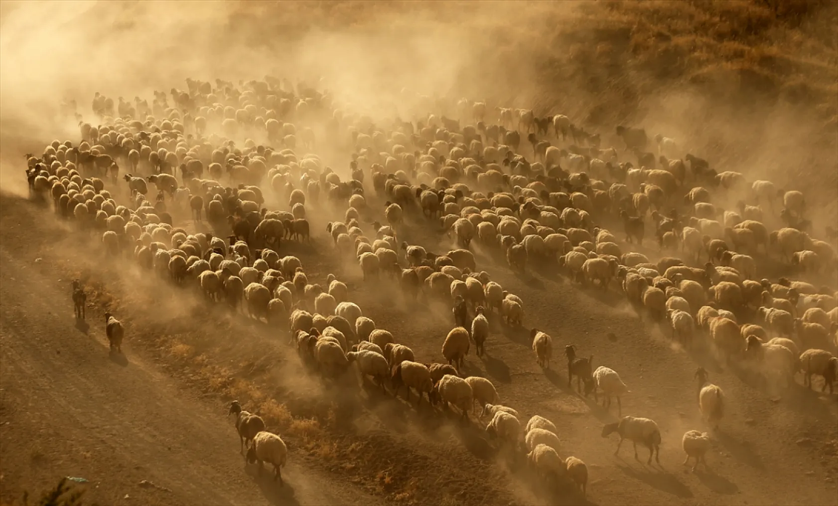 Hayvan sürüleri Nemrut Dağı eteklerinde besleniyor