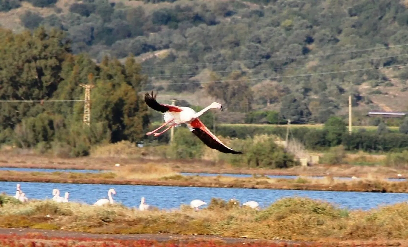 Yüzlerce flamingodan görsel şov
