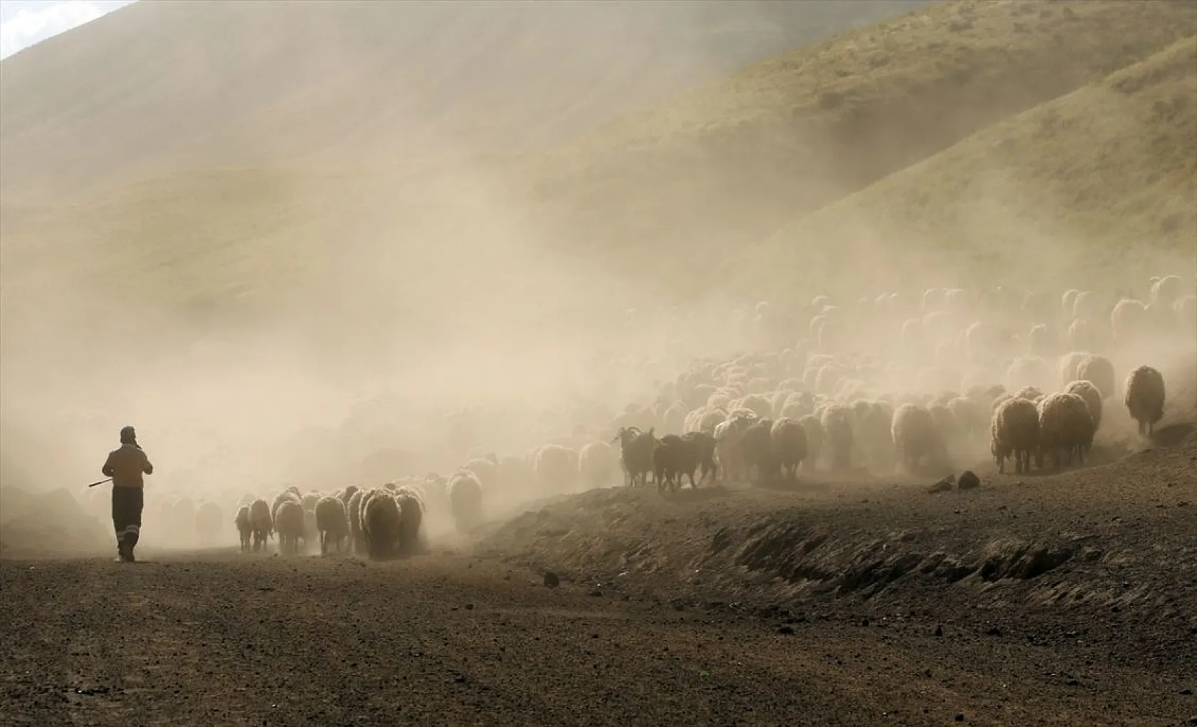 Sürülerin tozlu yolculuğu