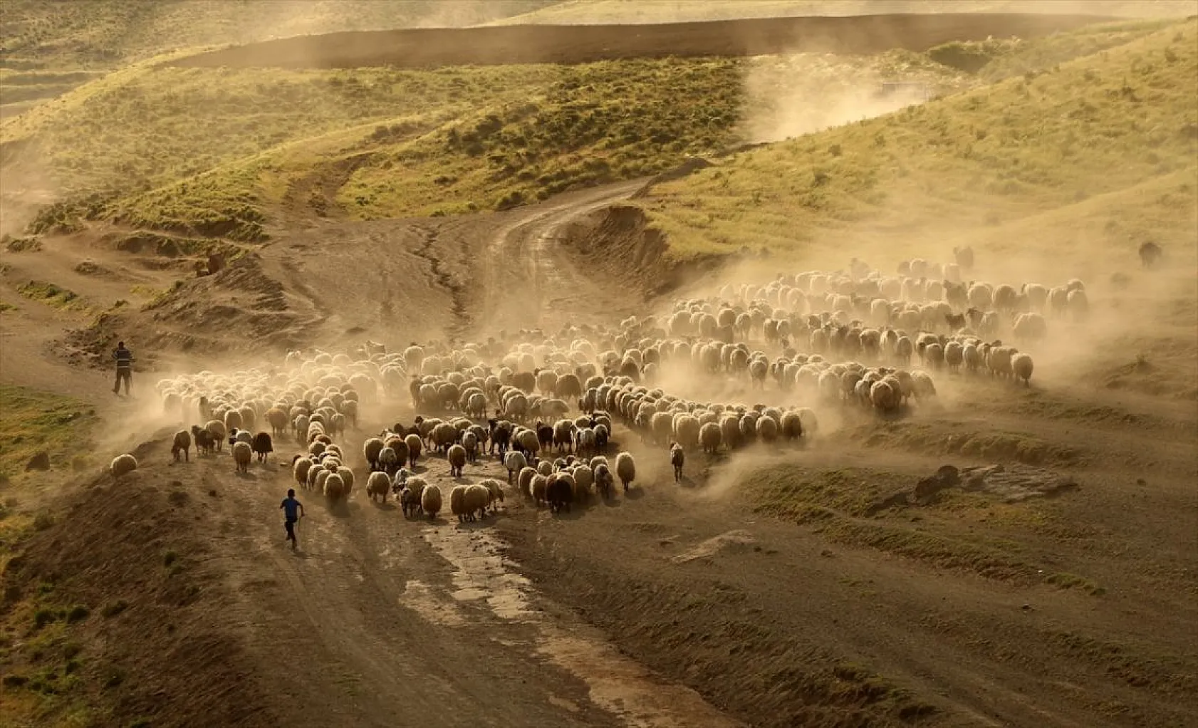 Sürülerin tozlu yolculuğu
