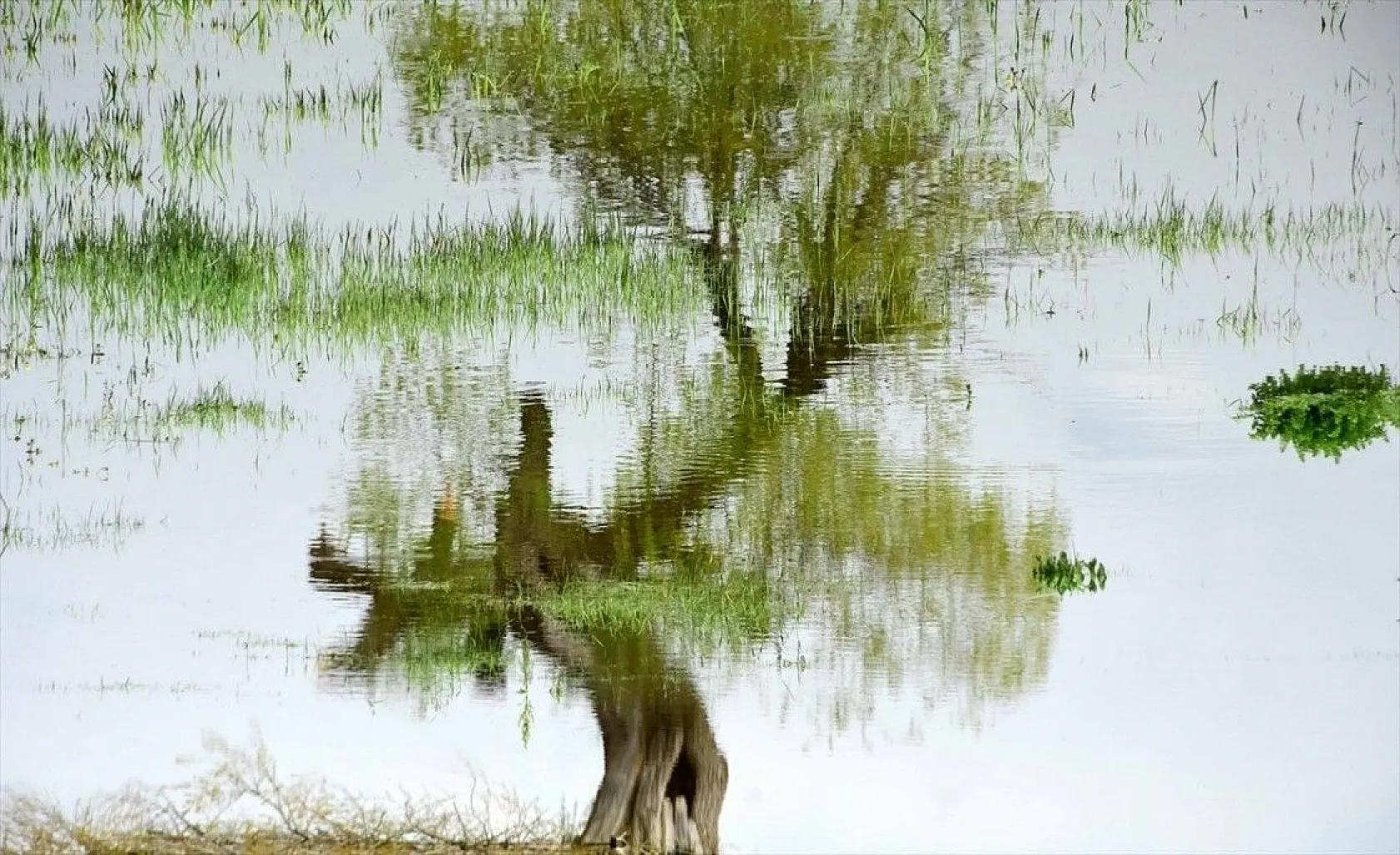 Muş Ovası'nda ağaçların suya yansıyan güzelliği