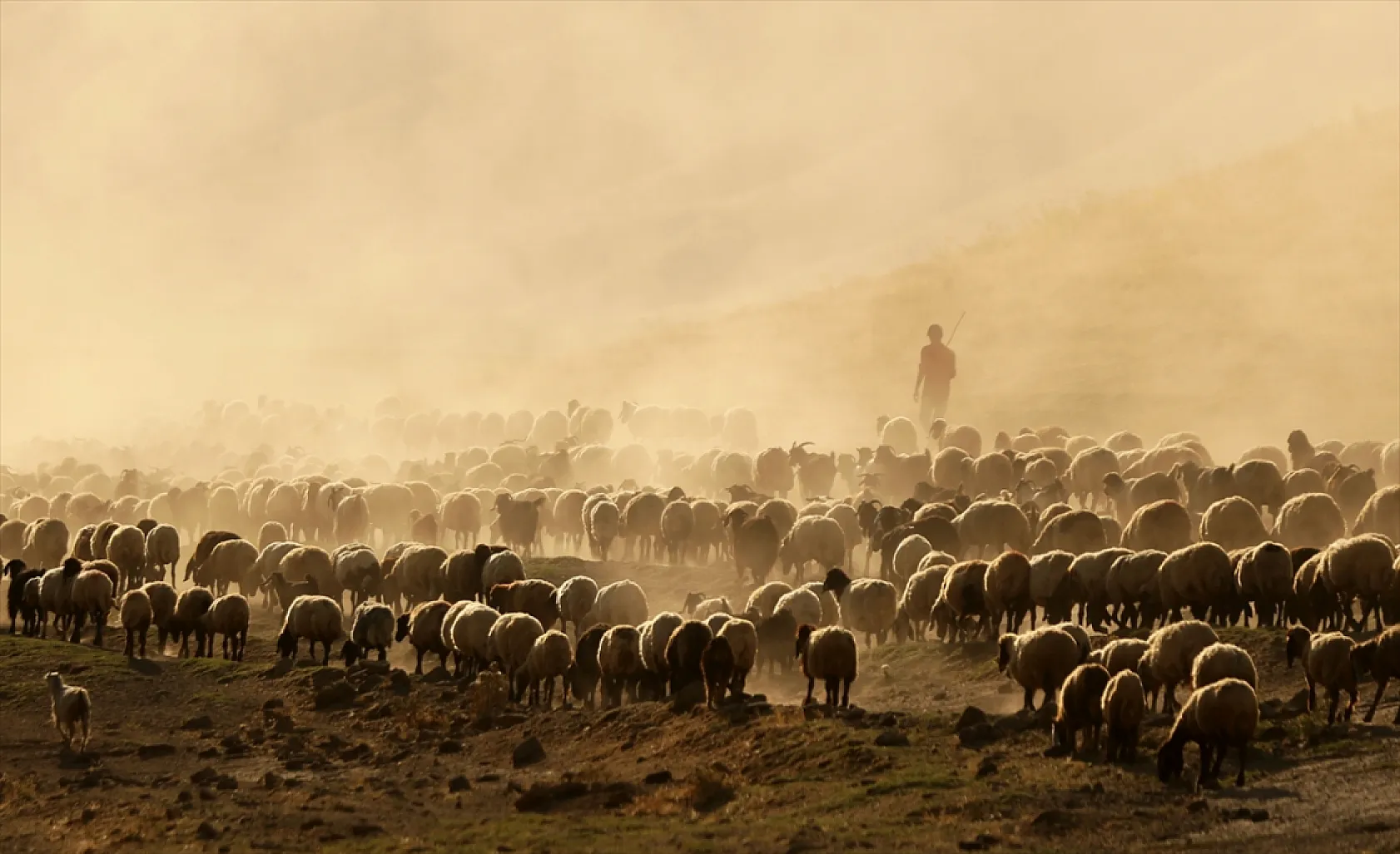 Hayvan sürüleri Nemrut Dağı eteklerinde besleniyor