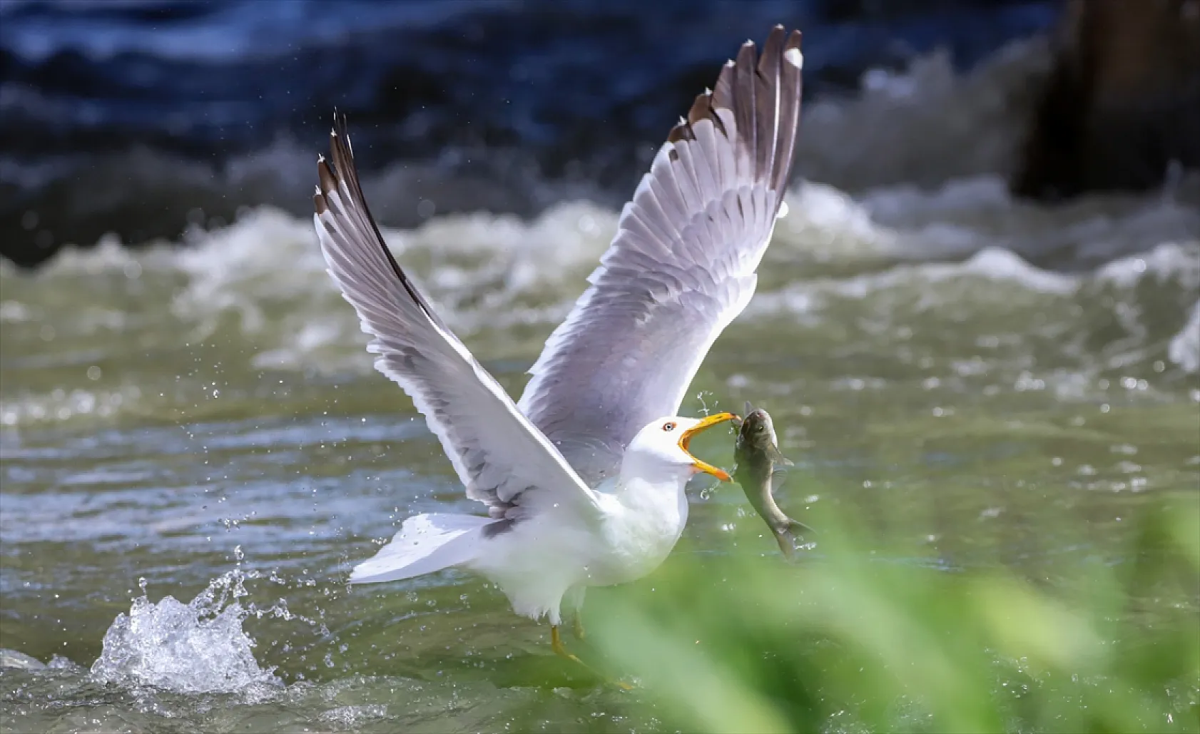 Martıların göç yolculuğundaki inci kefallerini avlama mücadelesi