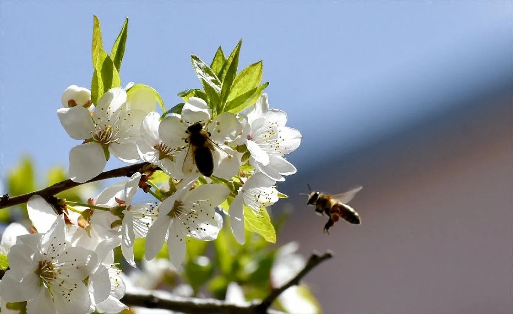 Doğadaki renk cümbüşü büyülüyor