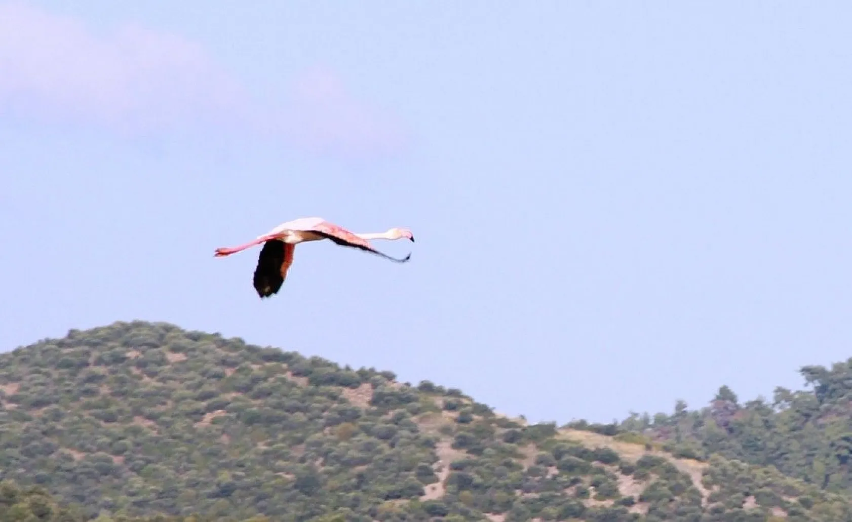 Yüzlerce flamingodan görsel şov