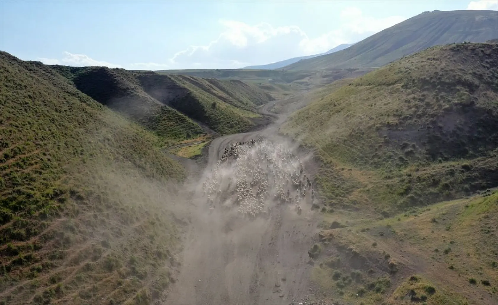 Sürülerin tozlu yolculuğu