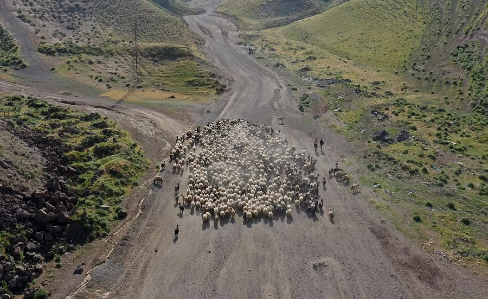 Sürülerin tozlu yolculuğu