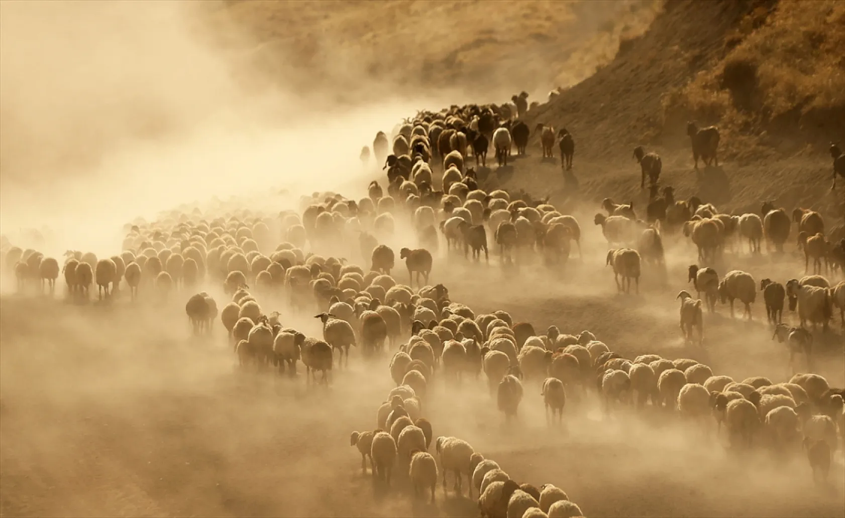 Hayvan sürüleri Nemrut Dağı eteklerinde besleniyor
