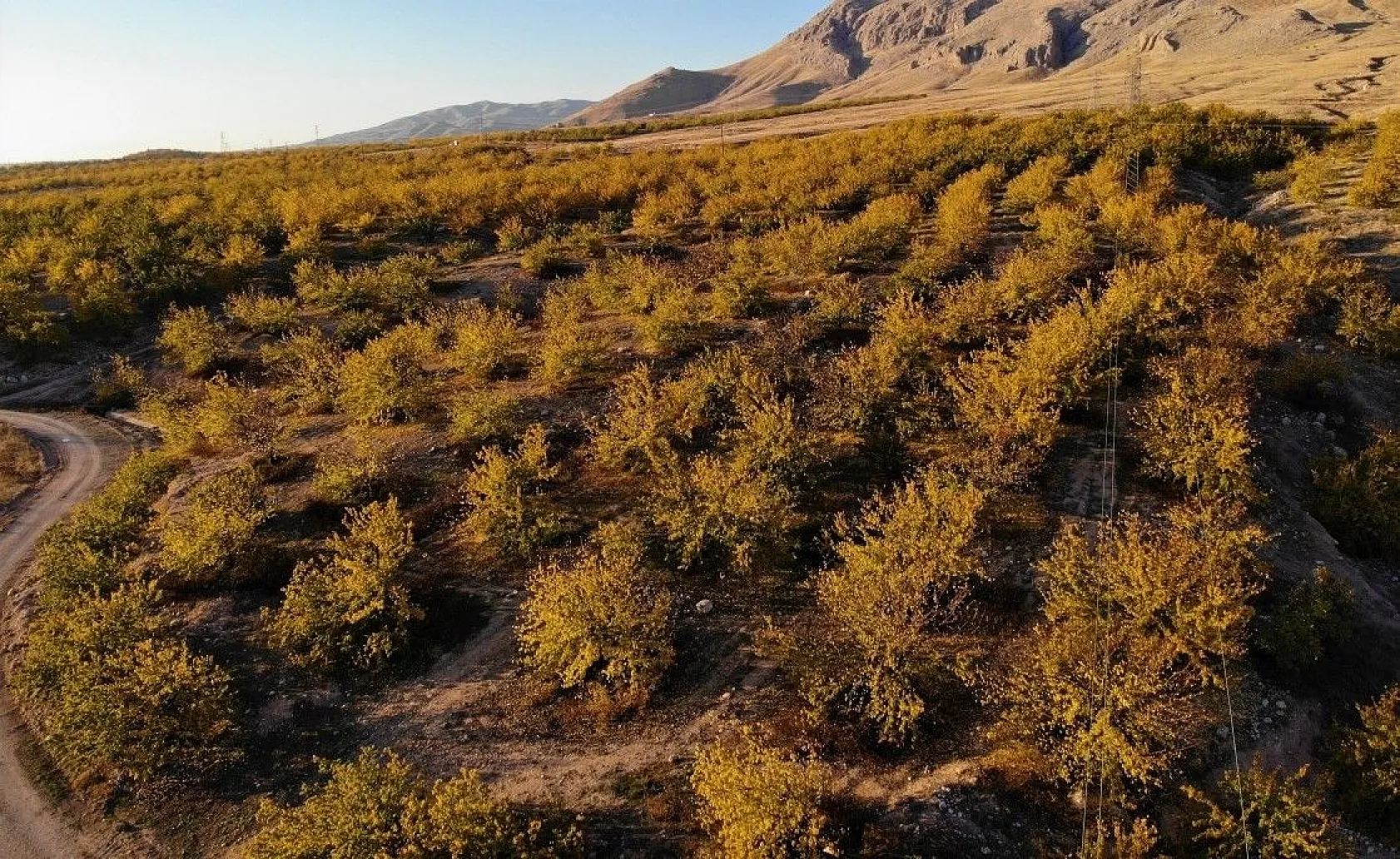 Altın yaprakların muhteşem görsel şöleni