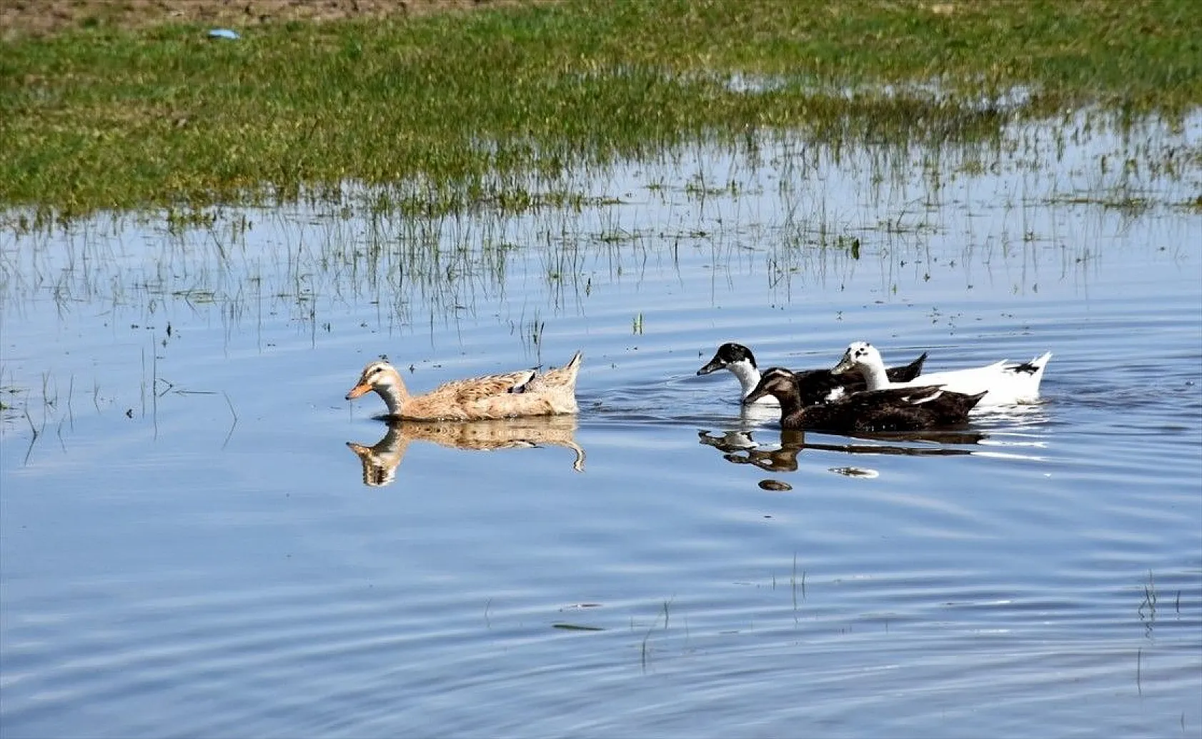 Muş Ovası kuş türlerine ev sahipliği yapıyor