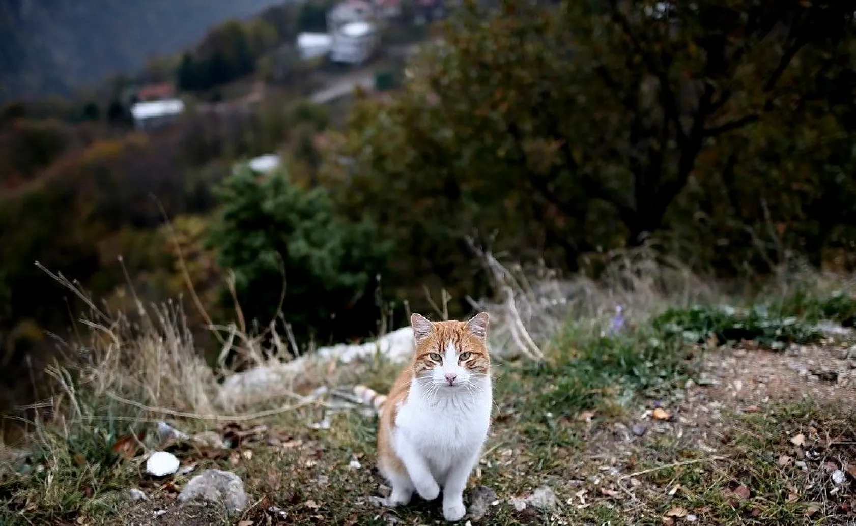 Uludağ'ın eteklerindeki Zeyniler'de sonbahar