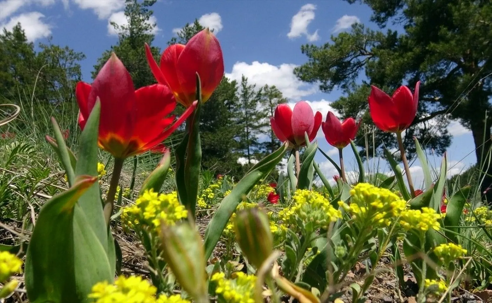 Lalelerden 'Şehitler Diyarı'nda görsel şölen