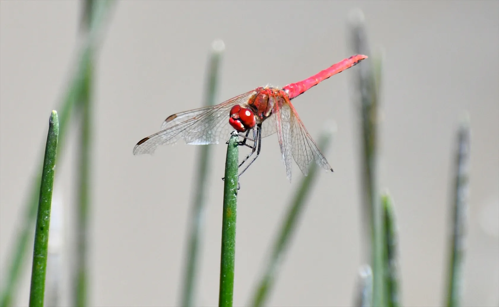 Yusufçuk böcekleri doğaya renk kattı
