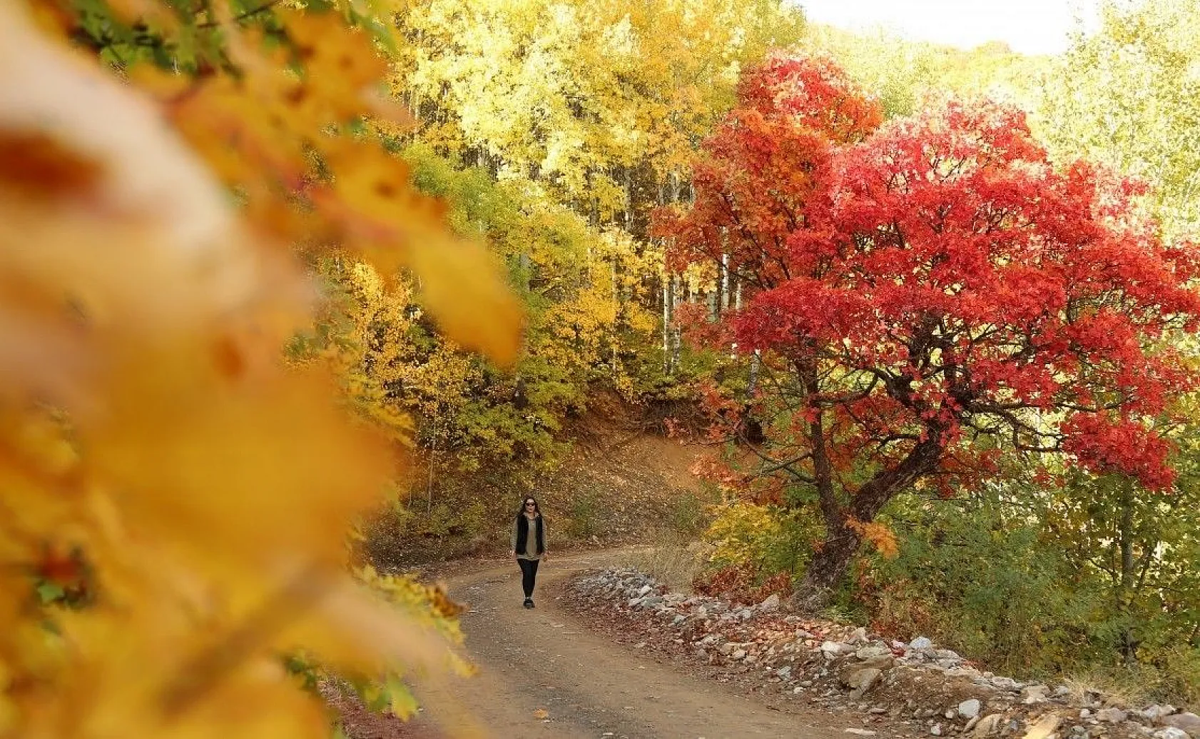Tunceli'de sonbaharla gelen 'Renk Cümbüşü'