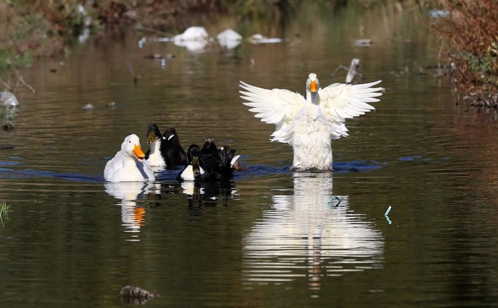 Muş Ovası'ndaki binlerce kuşun göçü kayıt altına alındı