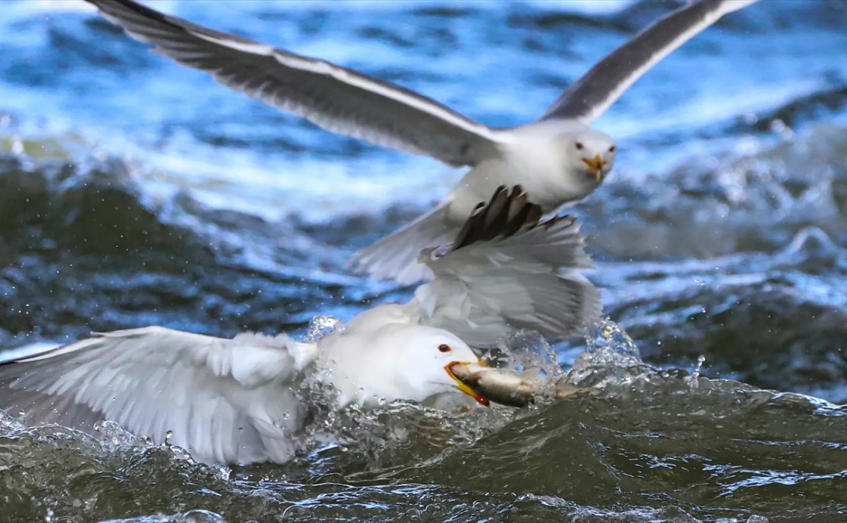 Martıların göç yolculuğundaki inci kefallerini avlama mücadelesi
