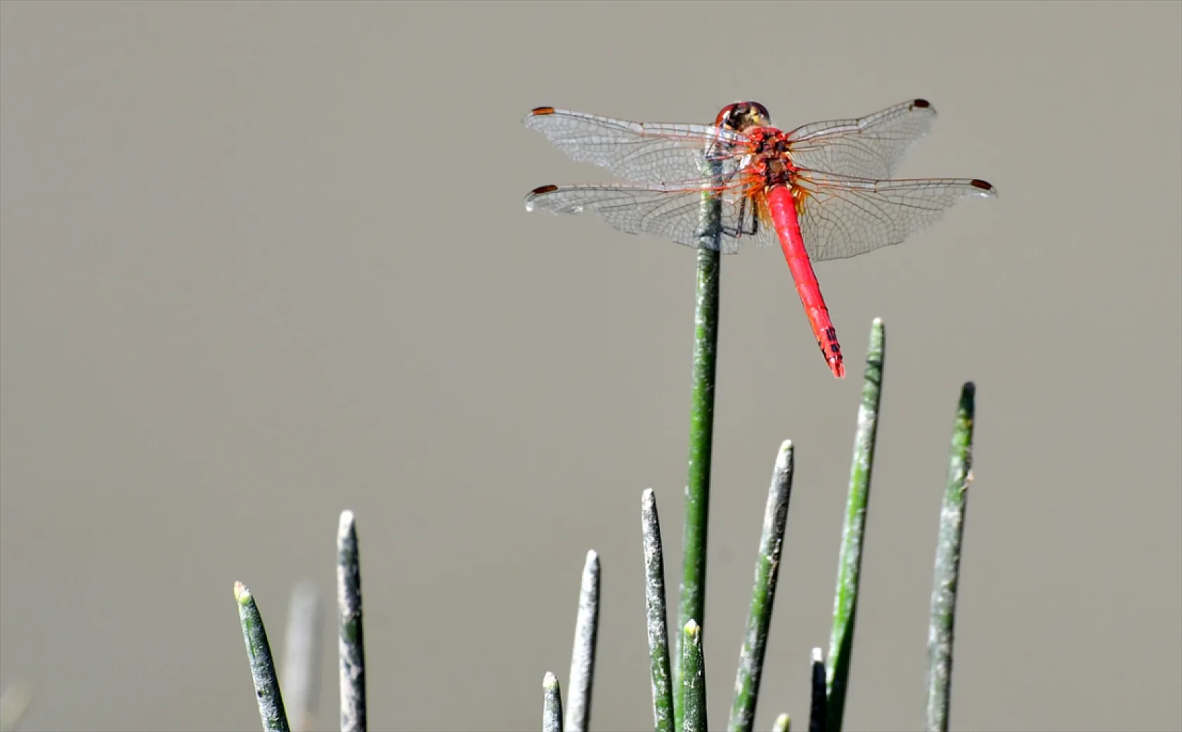 Yusufçuk böcekleri doğaya renk kattı