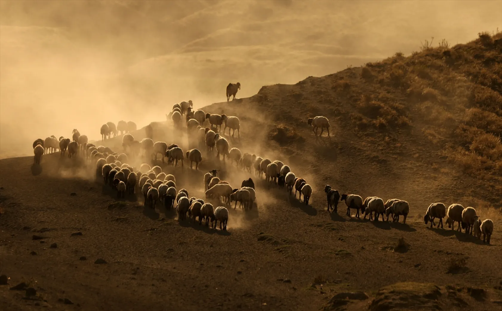 Hayvan sürüleri Nemrut Dağı eteklerinde besleniyor